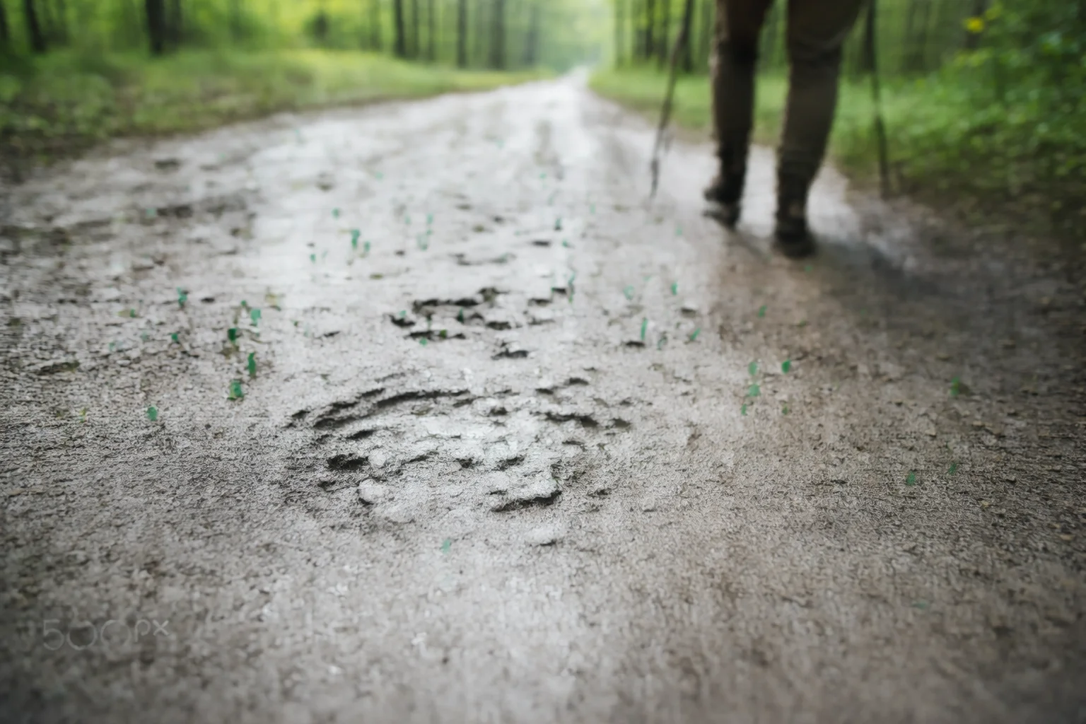 Animal pawprint counts after the first step