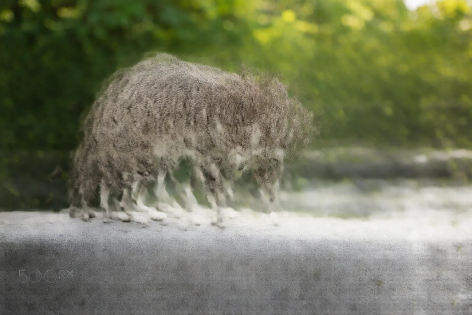 cat tests the ground twice before the jump