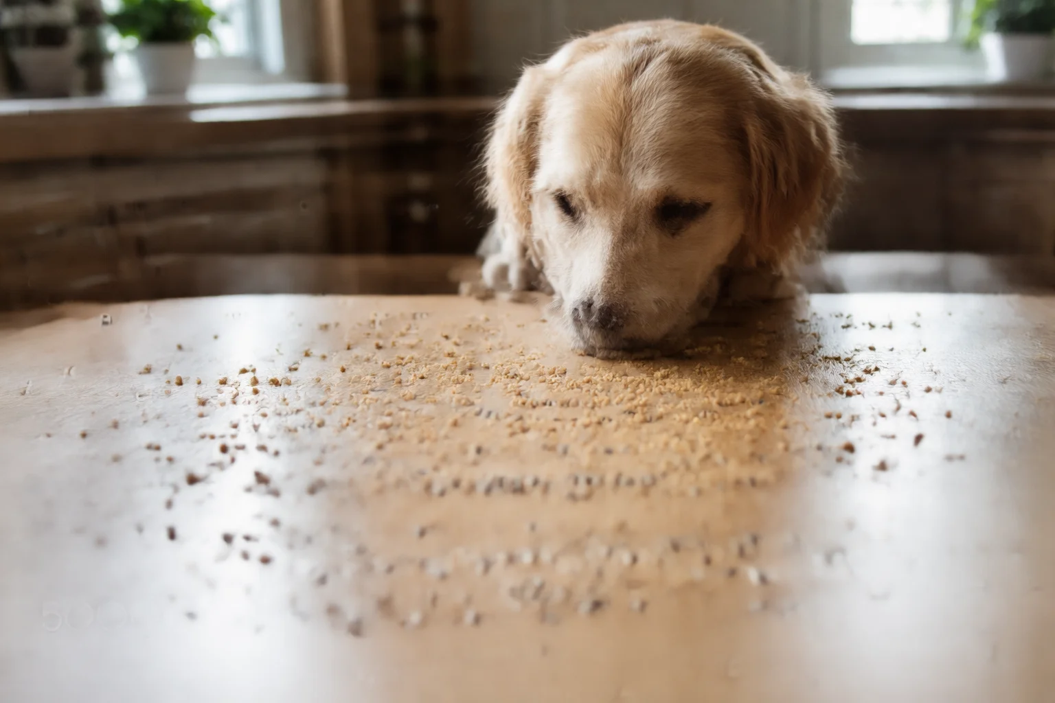 dog counts crumbs twice